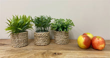 Load image into Gallery viewer, A Set Of Three Rope Effect Pots And Artificial Succulents
