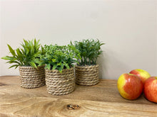 Load image into Gallery viewer, A Set Of Three Rope Effect Pots And Artificial Succulents
