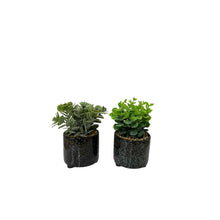 Load image into Gallery viewer, Set Of Two Succulent In Glazed Pots
