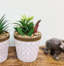 Load image into Gallery viewer, Succulents In White Terracotta Pot
