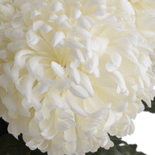 Load image into Gallery viewer, Large White Chrysanthemum
