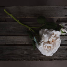 Load image into Gallery viewer, White Short Stem Rose
