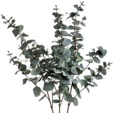 Load image into Gallery viewer, Variegated Eucalyptus

