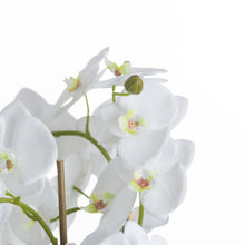 Load image into Gallery viewer, Large White Orchid And Fern Garden In Rootball

