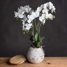 Load image into Gallery viewer, White Orchid In Stone Pot
