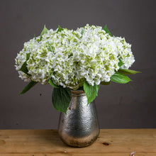 Load image into Gallery viewer, White Lace Cap Hydrangea
