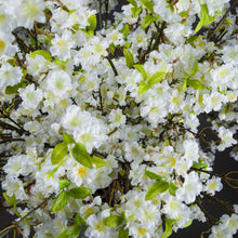 Load image into Gallery viewer, White Cherry Blossom Spray
