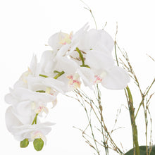 Load image into Gallery viewer, Small Glass Potted Orchid With Roots
