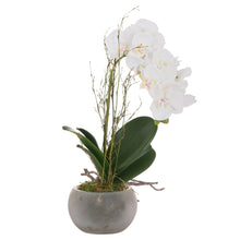 Load image into Gallery viewer, Small Glass Potted Orchid With Roots
