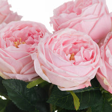 Load image into Gallery viewer, Pastel Pink Portland Rose
