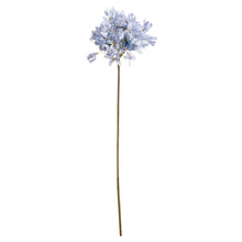 Load image into Gallery viewer, Light Blue Large Headed Agapanthus
