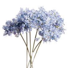 Load image into Gallery viewer, Light Blue Large Headed Agapanthus

