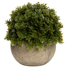 Load image into Gallery viewer, Miniature Hebe Veronica In Pot
