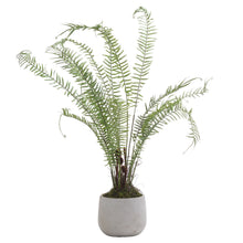 Load image into Gallery viewer, Boston Large Potted Fern
