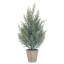 Load image into Gallery viewer, Squat Christmas Fir Tree In Stone Pot
