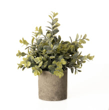 Load image into Gallery viewer, Eucalyptus Plant In Stone Effect Pot
