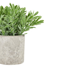 Load image into Gallery viewer, Buxus Plant In Stone Effect Pot
