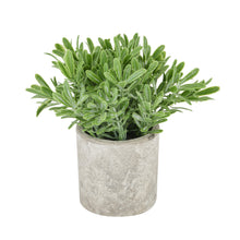 Load image into Gallery viewer, Buxus Plant In Stone Effect Pot
