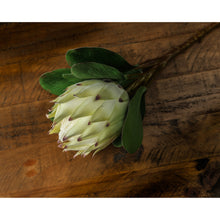 Load image into Gallery viewer, Large White Protea
