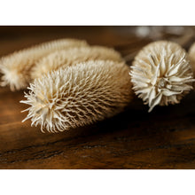 Load image into Gallery viewer, Bouquet Of Dried Tall Thistle
