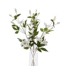 Load image into Gallery viewer, White Florida Clematis
