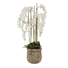 Load image into Gallery viewer, Large White Orchid In Antique Stone Pot
