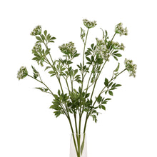 Load image into Gallery viewer, Faux White Cow Parsley Ammi

